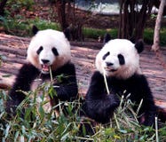 Panda Royalty Free Stock Photos