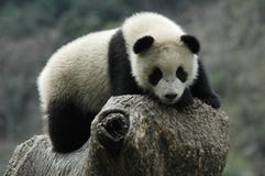 Panda Stock Image