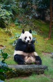 Panda Bear Stock Photography