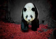 Panda Bear . Stock Photography
