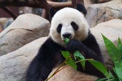 Panda Bear Stock Image