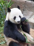 Panda Bear Royalty Free Stock Photography