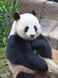 Panda Bear Royalty Free Stock Photos