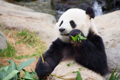 Panda Bear Royalty Free Stock Photos