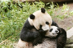 Panda bear and cub