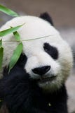 Panda Bear Eating Royalty Free Stock Photo