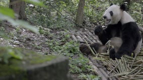 Panda che si siede nel legno che rosicchia sul bambù stock footage Panda che si siede nel legno che rosicchia sul bambù stock footage