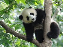 Panda de bébé sur l'arbre Panda de bébé sur l'arbre