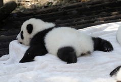  Panda do bebê foto de stock