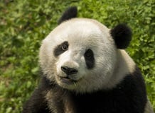 Panda gigante