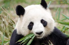 Panda gigante que come el bambú, Chengdu, China foto de archivo Panda gigante que come el bambú, Chengdu, China foto de archivo