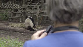Panda grasso che è fotografato dal turista video d archivio Panda grasso che è fotografato dal turista video d archivio