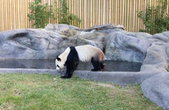 Panda géant photographie stock Panda géant photographie stock