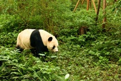 Panda que sai jogar no jardim zoológico de Chengdu imagem de stock royalty free Panda que sai jogar no jardim zoológico de Chengdu imagem de stock royalty free