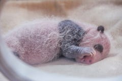 Pandas de bébé à la réserve naturelle de Wolong, Chengdu, Sichuan espèce menacée de Provence, Chine et protégé photographie stock Pandas de bébé à la réserve naturelle de Wolong, Chengdu, Sichuan espèce menacée de Provence, Chine et protégé photographie stock