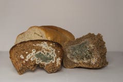 Pane di segale e del grano, coperto di muffa Fotografia Stock Pane di segale e del grano, coperto di muffa Fotografia Stock
