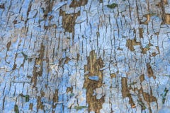 Panel de fibras de madera azul marino del primer con la peladura de la pintura Textura de la superficie ?spera fotografía de archivo libre de regalías Panel de fibras de madera azul marino del primer con la peladura de la pintura Textura de la superficie ?spera fotografía de archivo libre de regalías
