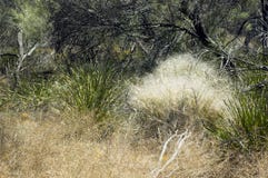 Panico peloso o amaranto visto sulla traccia di Gnamma, Hyden, WA, Australia fotografia stock Panico peloso o amaranto visto sulla traccia di Gnamma, Hyden, WA, Australia fotografia stock
