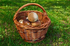 Panier avec des champignons sur l'herbe photographie stock Panier avec des champignons sur l'herbe photographie stock