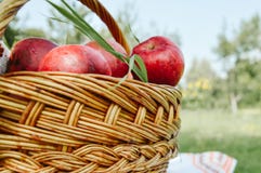 Panier avec des pommes dans le jardin photos libres de droits Panier avec des pommes dans le jardin photos libres de droits