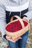 Panier avec les airelles rouges mûres dans les mains d'une fille Photographie stock Panier avec les airelles rouges mûres dans les mains d'une fille Photographie stock