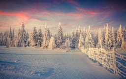 Panorama av vintersoluppgången i skog Royaltyfri Foto Panorama av vintersoluppgången i skog Royaltyfri Foto