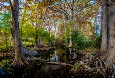 Panorama de haute résolution de feuillage d'automne à la crique de Cibolo, le Texas photos libres de droits Panorama de haute résolution de feuillage d'automne à la crique de Cibolo, le Texas photos libres de droits