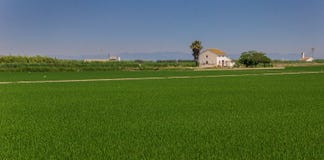 Panorama de una casa blanca en los campos del arroz del La Albufera fotos de archivo libres de regalías Panorama de una casa blanca en los campos del arroz del La Albufera fotos de archivo libres de regalías