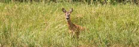 Panorama of a devouring deer in the high grass stock photos Panorama of a devouring deer in the high grass stock photos