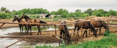 Panorama der Gruppe schöner junger Pferde im Zaun auf Weide in der Farm der Tiere oder Ranch, ländlicher Viehbestand oder Ackerla lizenzfreie stockfotografie Panorama der Gruppe schöner junger Pferde im Zaun auf Weide in der Farm der Tiere oder Ranch, ländlicher Viehbestand oder Ackerla lizenzfreie stockfotografie