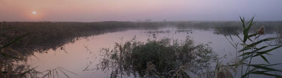 Panorama di un'alba porpora variopinta sopra il lago, invaso con le canne fotografie stock libere da diritti Panorama di un'alba porpora variopinta sopra il lago, invaso con le canne fotografie stock libere da diritti