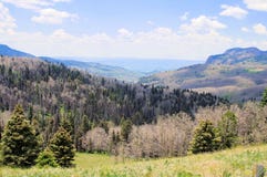 Panorama do besouro Devestation do pinho nas montanhas altas de New mexico do norte imagens de stock Panorama do besouro Devestation do pinho nas montanhas altas de New mexico do norte imagens de stock