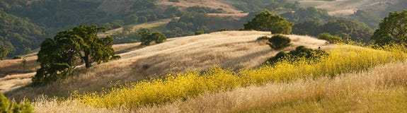 Panorama of golden California hills and mustard