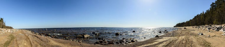 Panorama of the Gulf of Finland, sandy beach with stones and pine trees vector illustration Panorama of the Gulf of Finland, sandy beach with stones and pine trees vector illustration