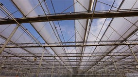 Large bright greenhouse with a transparent roof and blooming flowers stock video Large bright greenhouse with a transparent roof and blooming flowers stock video