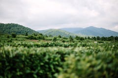 Panorama of mountains stock images Panorama of mountains stock images