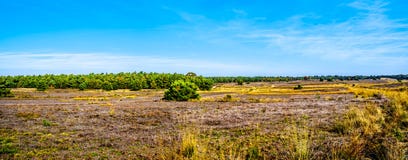 Panorama van de de heidegebieden en bossen in het natuurreservaat van Hoge Veluwe royalty-vrije stock foto's Panorama van de de heidegebieden en bossen in het natuurreservaat van Hoge Veluwe royalty-vrije stock foto's