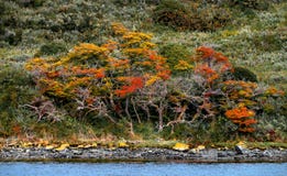 Panorama van magisch kleurrijk fairytalebos in Tierra del Fuego National Park, Brakkanaal, Patagoni?, Argentini? royalty-vrije stock afbeeldingen Panorama van magisch kleurrijk fairytalebos in Tierra del Fuego National Park, Brakkanaal, Patagoni?, Argentini? royalty-vrije stock afbeeldingen