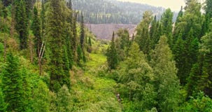 Panoramasatellietbeeld op bossatellietbeeld van bij de landweg in bosweergeven van de hommel in Taiga Antenne van het vliegen stock videobeelden Panoramasatellietbeeld op bossatellietbeeld van bij de landweg in bosweergeven van de hommel in Taiga Antenne van het vliegen stock videobeelden