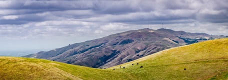 Panoramautsikt in mot beskickningmaximum på en molnig vårdag; en flock av synligt beta för nötkreatur på backen; Södra San Franci royaltyfria bilder Panoramautsikt in mot beskickningmaximum på en molnig vårdag; en flock av synligt beta för nötkreatur på backen; Södra San Franci royaltyfria bilder
