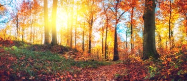 Panoramic Autumn Forest Landscape Stock Image Panoramic Autumn Forest Landscape Stock Image