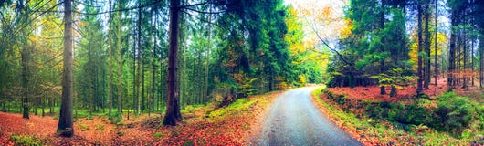 Panoramic autumn landscape with forest road. Fall nature background royalty free stock images Panoramic autumn landscape with forest road. Fall nature background royalty free stock images