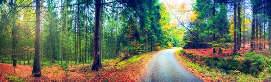 Panoramic Autumn Landscape With Forest Road. Fall Nature Background Royalty Free Stock Images