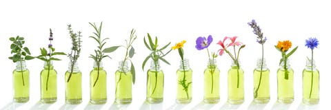 Panoramic essential oil flowers cornflower, eucalyptus, tarragon, geranium, geranium, lavender, mint, carnation turkey, oregano, royalty free stock image Panoramic essential oil flowers cornflower, eucalyptus, tarragon, geranium, geranium, lavender, mint, carnation turkey, oregano, royalty free stock image