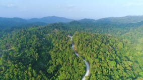 Panoramic green forest nature landscape drone view