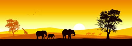 Panoramic Safari