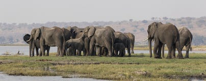 Panoramic side shot of elephants crossing the choebe river in south africa royalty free stock image Panoramic side shot of elephants crossing the choebe river in south africa royalty free stock image