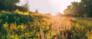 Panoramic View Of Bloomy Glade Of Wild Flowers Lupine On Summer Royalty Free Stock Images Panoramic View Of Bloomy Glade Of Wild Flowers Lupine On Summer Royalty Free Stock Images