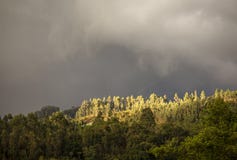 Panoramic view of the a forest in the central Andean mountains royalty free stock images Panoramic view of the a forest in the central Andean mountains royalty free stock images