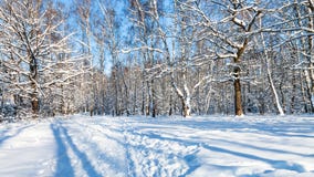 panoramic view of forest glade in sunny winter day Stock Image panoramic view of forest glade in sunny winter day Stock Image